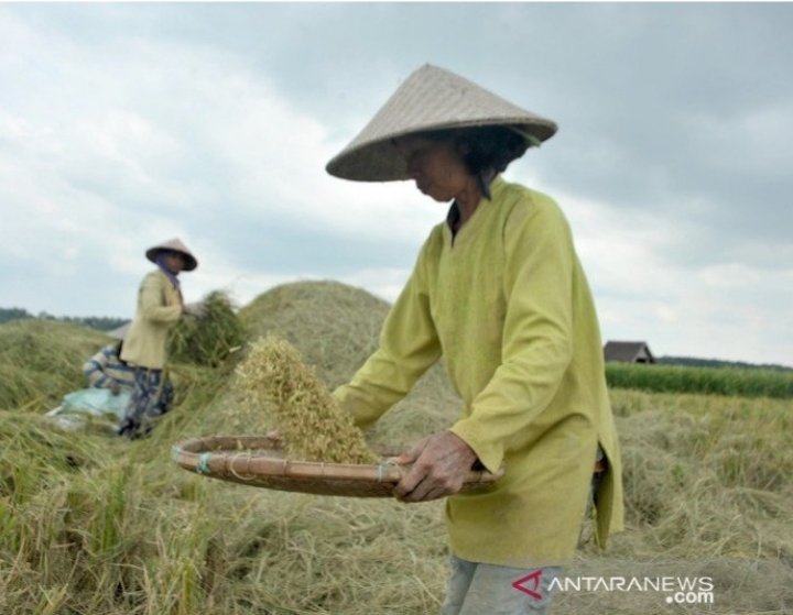 Bulog Sumsel Serap Ton Beras Petani Krsumsel